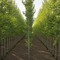 فروش نهال صنوبر ترکیه با تضمین اصالت