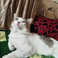 واگذاری گربه نر اروم