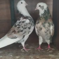 کفتر پرشی هما سرور