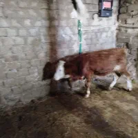 دوعدد گوسال سیمنتال نر