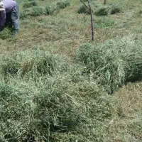 علوفه باغی 130 بسته