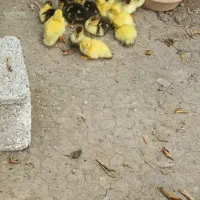 اردک اسراییلی با  تولد خود مادر در سنگر