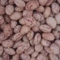 لوبیا چیتی