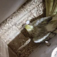 عروس هلندی