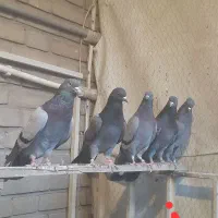 کفتر سبز ده تا پنج نر پنج ماده