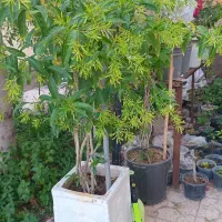 گل  بزرگ محبوبه شب