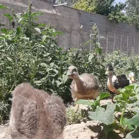 قوغاز و اردک