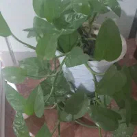 نهال بادام سنگی وپوست کاغذی  قیمت ۳۰ هزار