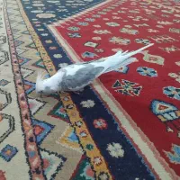 عروس هلندی گم شده
