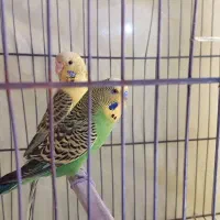 مرغ عشق نر و ماده