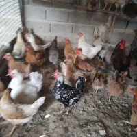 مرغ وخروس رسمی