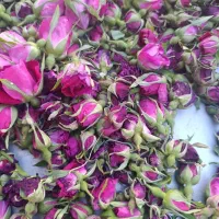 فروش گل محمدی