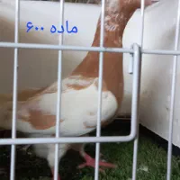 کفتر|پرنده|شیراز, ظفرآباد|دیوار