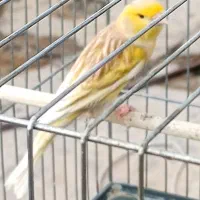 درود قناری نر ماده آماده جفت