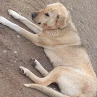 سگ عراقی ماده