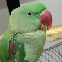 شاه طوطی اسکندری