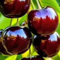 گیلاس