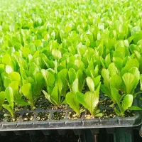 فروش انواع نشا صیفی