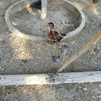 حیوان خانگی