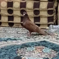 کبوتر سرخ صرب