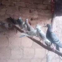 پرنده