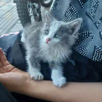 بیریتیش بایکالر