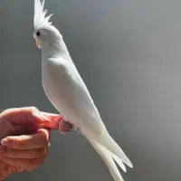 یک عروس هلندی پیدا شده