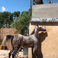 اسب مادیون