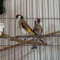 جفت سهره تن خورده گردن کلفت نرماده درشت دم قاشق