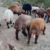 بره افشار نر جوان همدان گنجنامه