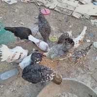 مرغ و خروس گلین