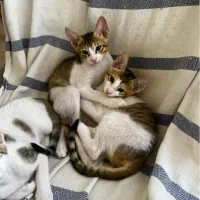 واگذاری بچه گربه خوشگل