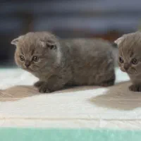 بچه گربه اسکاتیش فولد