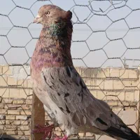کفتر نر ماده سرور کاکلی  تهرانی.  کشیده بزرگ