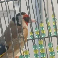 سهره گل قفل