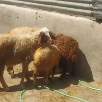 گوسفند نرماده کاور