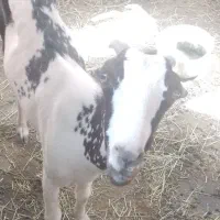 ۲۶ میلیون