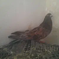 کبوتر سرور نسل قدیم