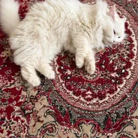 گربه پرشین ماده کلاسیک اصل