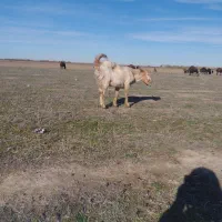 تکه|حیوانات مزرعه|آق قلا, |دیوار