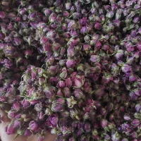 غنچه درجه یک درشت لاله زار