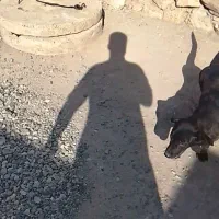 سگ با کوتاه