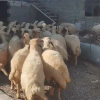 میش سنجابی