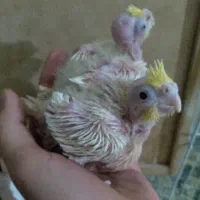 تابلو