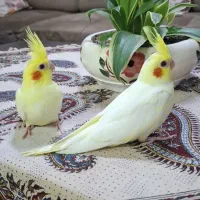 جوجه عروس هلندی لوتینو