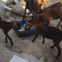 کهره
