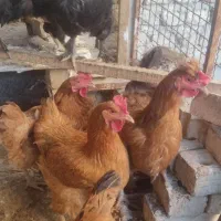 دوازده تا مرغ یک ساله تخم گذر