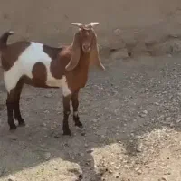 دو راس بز پاکستانی دوقلو هردو آبستن سنگین