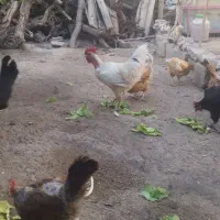 خروس رسمی