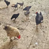 خروس طلایی طوسی